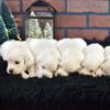 Image of Christmas Creams 🎄, a Golden Retriever puppy