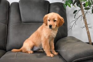 Image of Laurel, a Golden Retriever puppy