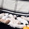 Image of Light - Ready Nov. 15th, a Golden Retriever puppy