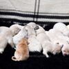 Image of Light - Ready Nov. 15th, a Golden Retriever puppy