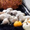 Image of Light - Ready Nov. 15th, a Golden Retriever puppy