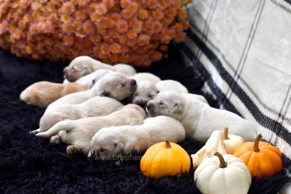 Image of Light - Ready Nov. 15th, a Golden Retriever puppy