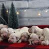 Image of Christmas Creams 🎄, a Golden Retriever puppy