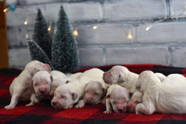 Image of Christmas Creams 🎄, a Golden Retriever puppy