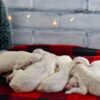 Image of Christmas Creams 🎄, a Golden Retriever puppy