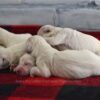 Image of Christmas Creams 🎄, a Golden Retriever puppy