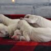 Image of Christmas Creams 🎄, a Golden Retriever puppy