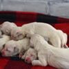 Image of Christmas Creams 🎄, a Golden Retriever puppy