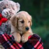 Image of Dahlia, a Golden Retriever puppy