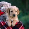 Image of Dahlia, a Golden Retriever puppy