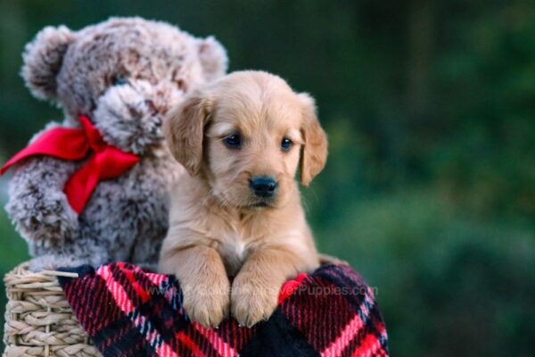 Image of Dahlia, a Golden Retriever puppy