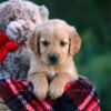 Image of Dahlia, a Golden Retriever puppy