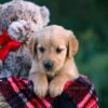 Image of Dahlia, a Golden Retriever puppy