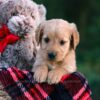 Image of Dahlia, a Golden Retriever puppy