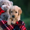 Image of Dahlia, a Golden Retriever puppy