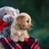 Image of Dahlia, a Golden Retriever puppy