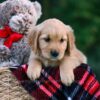 Image of Daisy, a Golden Retriever puppy