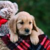 Image of Daisy, a Golden Retriever puppy