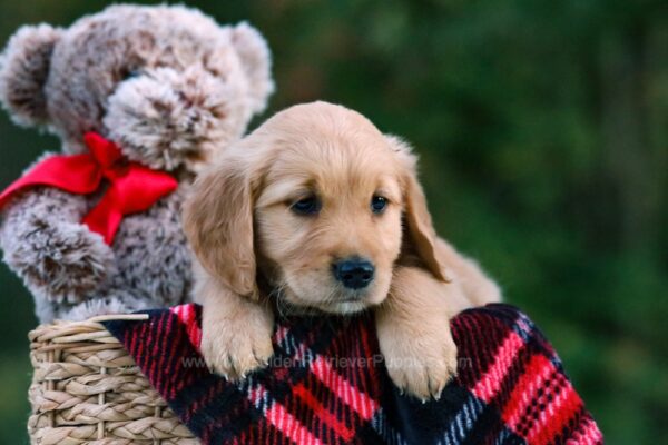 Image of Daisy, a Golden Retriever puppy