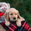 Image of Daisy, a Golden Retriever puppy