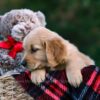 Image of Daisy, a Golden Retriever puppy