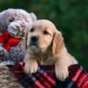 Image of Daisy, a Golden Retriever puppy