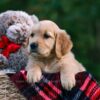 Image of Daisy, a Golden Retriever puppy