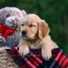 Image of Daisy, a Golden Retriever puppy