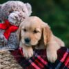 Image of Daisy, a Golden Retriever puppy