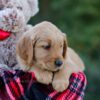 Image of Dasher, a Golden Retriever puppy