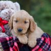 Image of Dasher, a Golden Retriever puppy