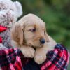 Image of Dasher, a Golden Retriever puppy