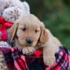 Image of Dasher, a Golden Retriever puppy