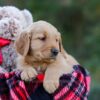 Image of Dasher, a Golden Retriever puppy