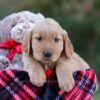 Image of Dasher, a Golden Retriever puppy