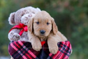 Image of Dasher, a Golden Retriever puppy