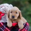 Image of Dasher, a Golden Retriever puppy