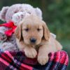 Image of Dasher, a Golden Retriever puppy