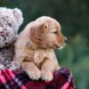 Image of Debbie, a Golden Retriever puppy