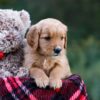 Image of Debbie, a Golden Retriever puppy