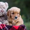 Image of Debbie, a Golden Retriever puppy