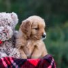 Image of Debbie, a Golden Retriever puppy