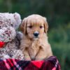 Image of Debbie, a Golden Retriever puppy