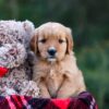 Image of Debbie, a Golden Retriever puppy