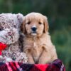 Image of Debbie, a Golden Retriever puppy