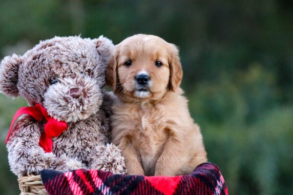 Image of Debbie, a Golden Retriever puppy