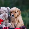 Image of Debbie, a Golden Retriever puppy