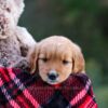 Image of Debbie, a Golden Retriever puppy