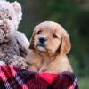 Image of Debbie, a Golden Retriever puppy