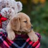 Image of Denver, a Golden Retriever puppy